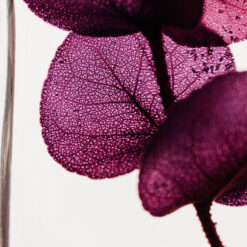 Alternative view of Le triptyque Herbarium H10 – Eucalyptus violet + Ruscus rose + Hortensia Lilas