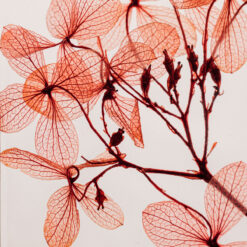 Alternative view of L'Herbarium de Théophile – Hortensia Peegee Rouge tendre - Fleur immergée