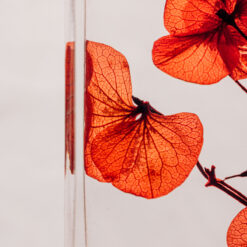 Alternative view of L'Herbarium de Théophile – Hortensia Rouge passion - Fleur immergée
