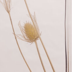 Alternative view of L'Herbarium de Théophile – Petit chardon blanc – Plante immergée