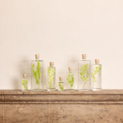 L'Herbarium de Théophile – Ruscus vert acidulé– Plante immergée