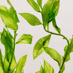 Alternative view of L'Herbarium de Théophile – Ruscus vert acidulé– Plante immergée