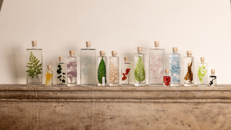 Herbarium de Théophile Berthon-23