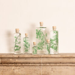 L'Herbarium de Théophile – Asparagus sprengeri vert – Plante immergée