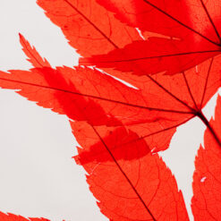 Alternative view of L'Herbarium de Théophile – Erable rouge – Plante immergée