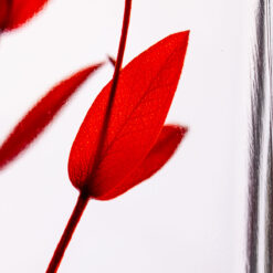 Alternative view of L'Herbarium de Théophile - Eucalyptus Parvifolia- Plante immergée