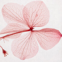 Alternative view of L'Herbarium de Théophile – Hortensia Rose - Fleur immergée
