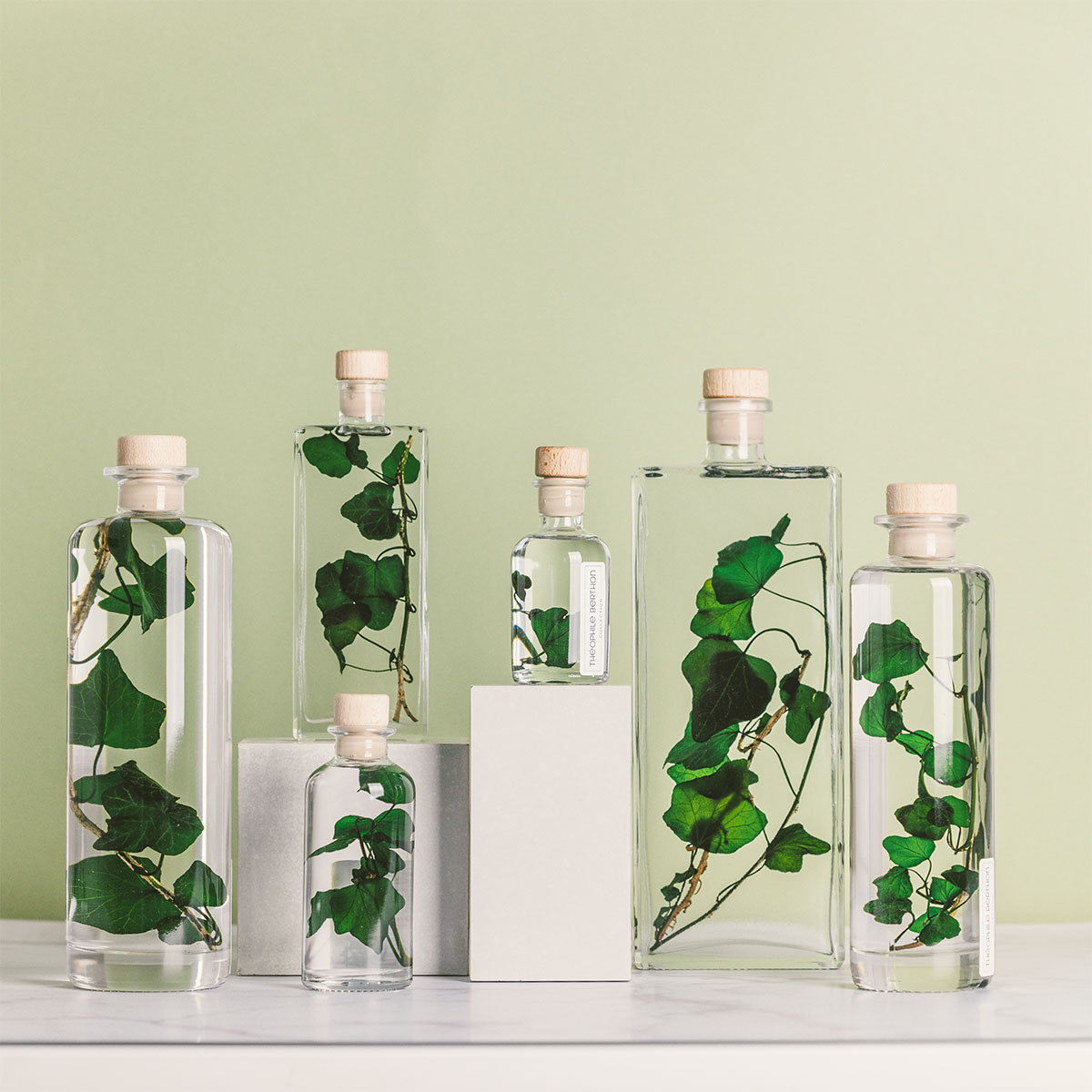 L'Herbarium de Théophile – Lierre Hélix – Plante immergée