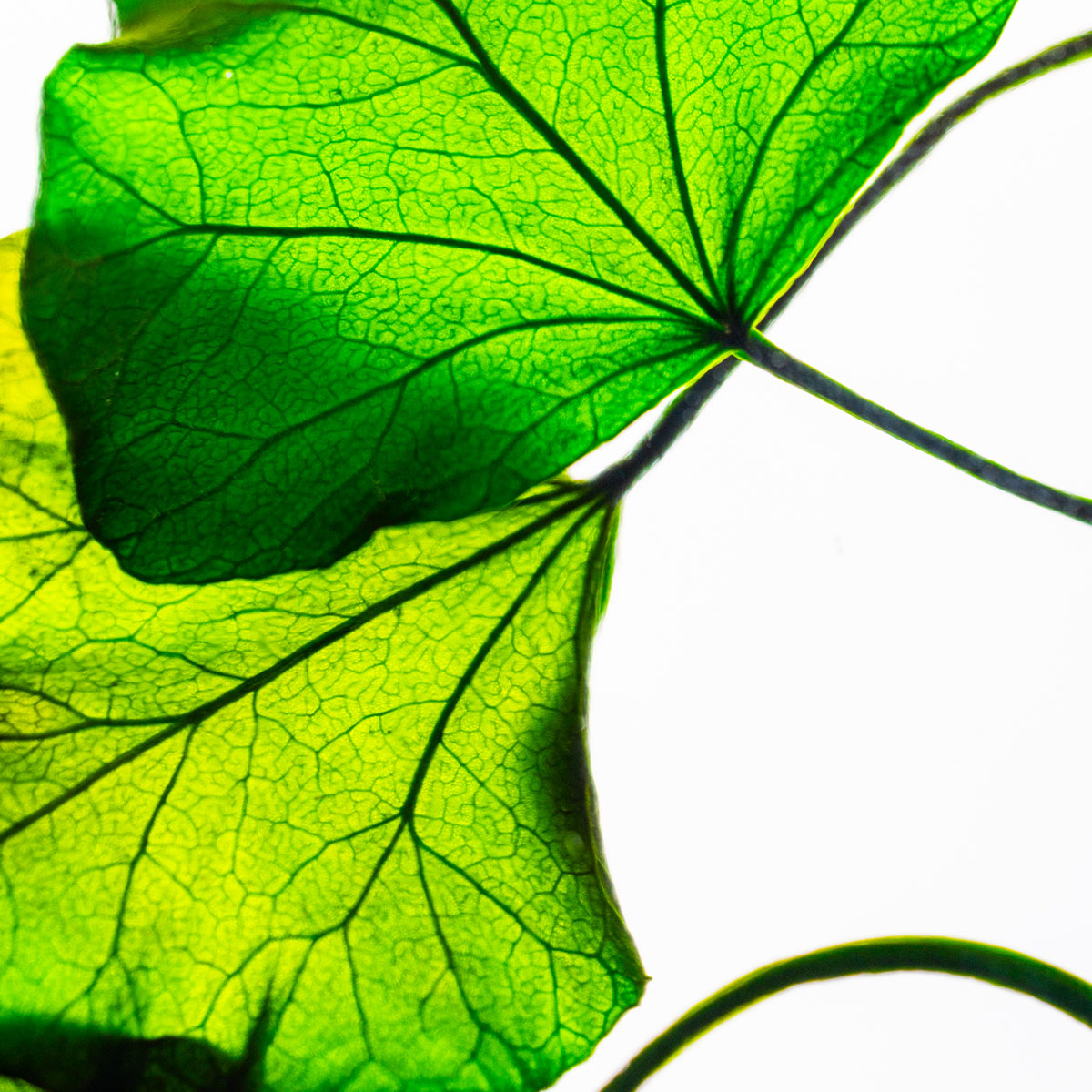 L'Herbarium de Théophile – Lierre Hélix – Plante immergée – Image 6