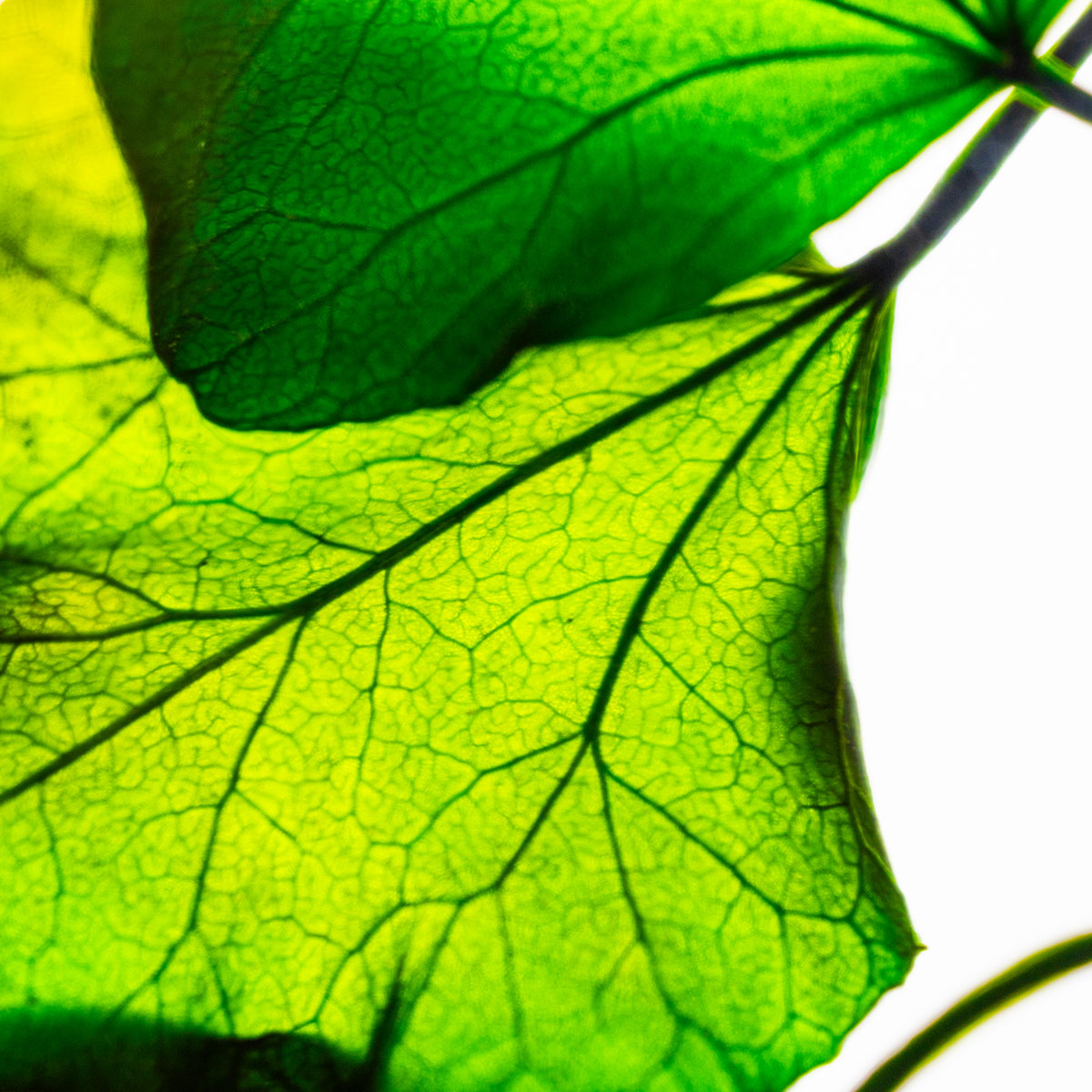 L'Herbarium de Théophile – Lierre Hélix – Plante immergée – Image 2