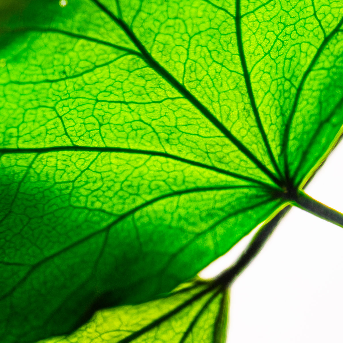 L'Herbarium de Théophile – Lierre Hélix – Plante immergée – Image 9