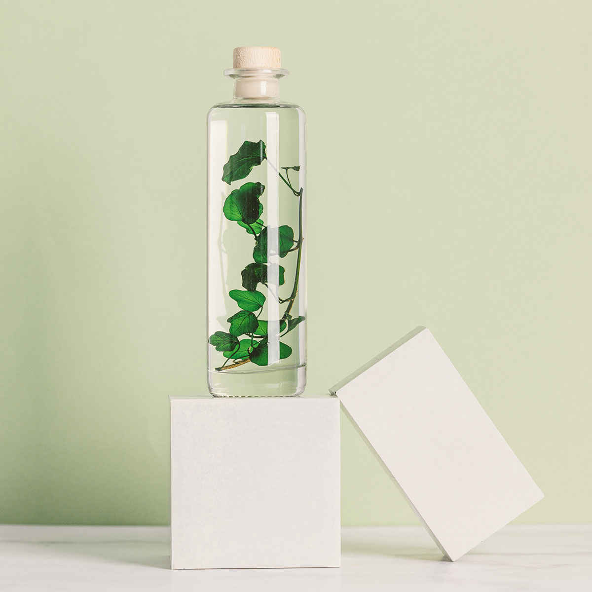 L'Herbarium de Théophile – Lierre Hélix – Plante immergée – Image 8