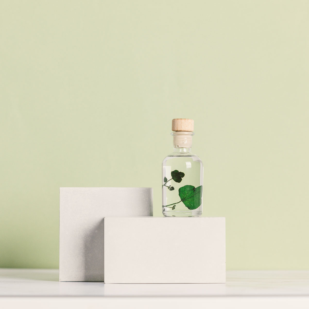 L'Herbarium de Théophile – Lierre Hélix – Plante immergée – Image 3