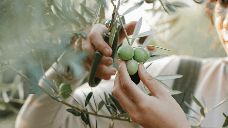 Les bienfaits de l'huile d'olive