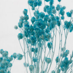 Alternative view of L'Herbarium de Théophile – Broom bloom turquoise – Plante immergée