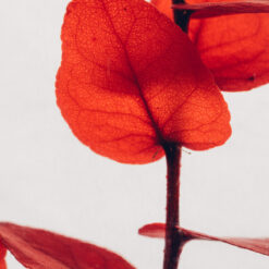 Alternative view of L'Herbarium de Théophile – Format XL Eucalyptus Stuartiana rouge 3 Litres - Plante immergée